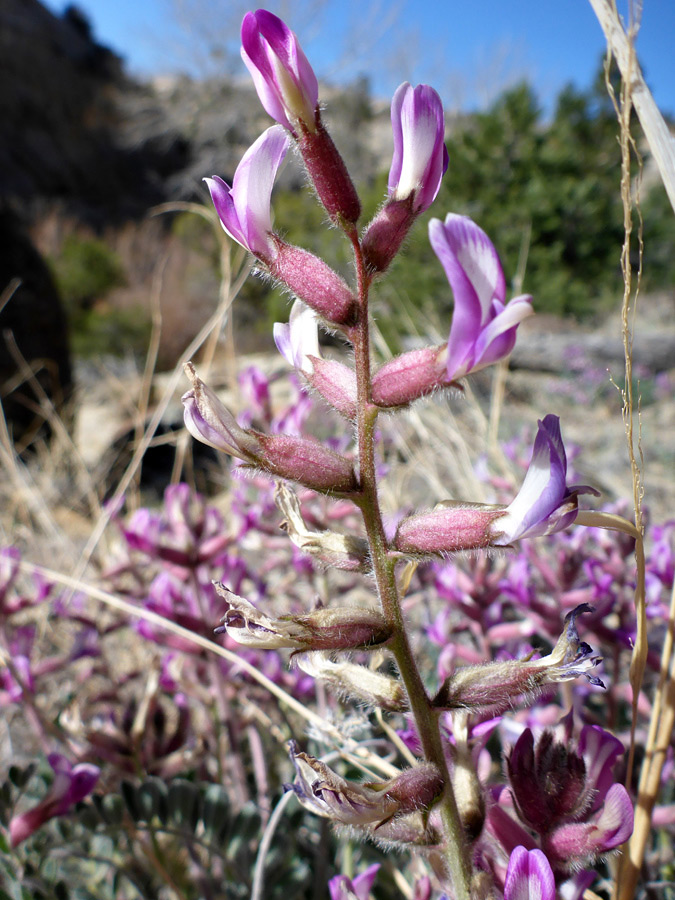 Widely spaced flowers