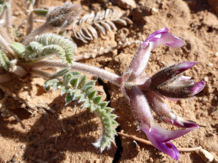 Hairy stem and calyces