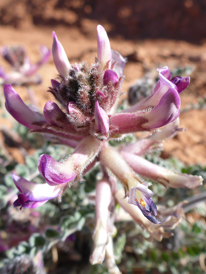 Buds and flowers