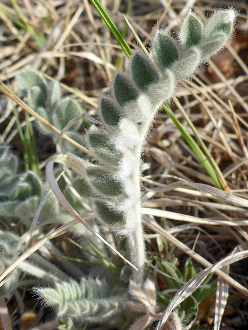 Pinnate leaf