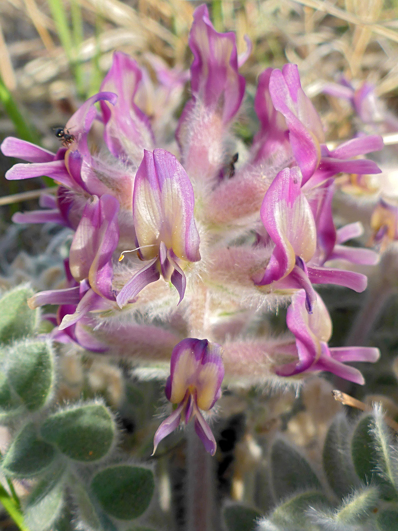 Yellowish-pink flowers