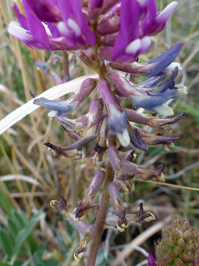 Withered flowers