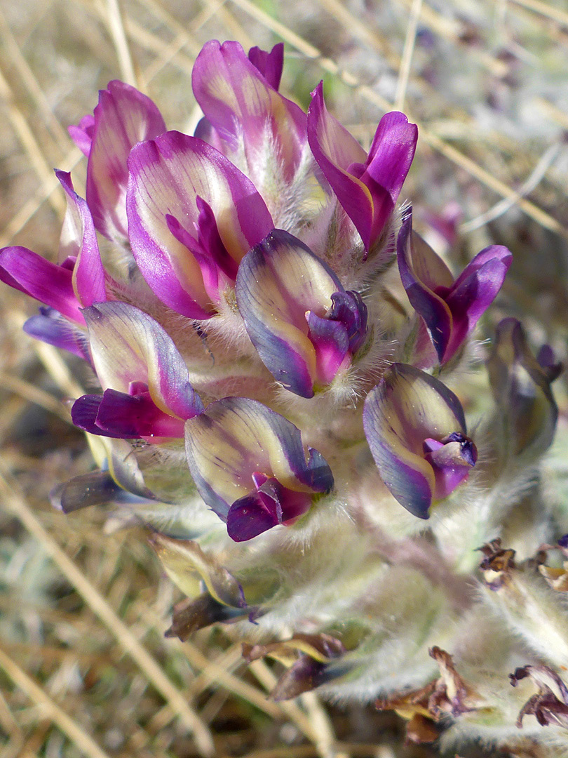 Inflorescence