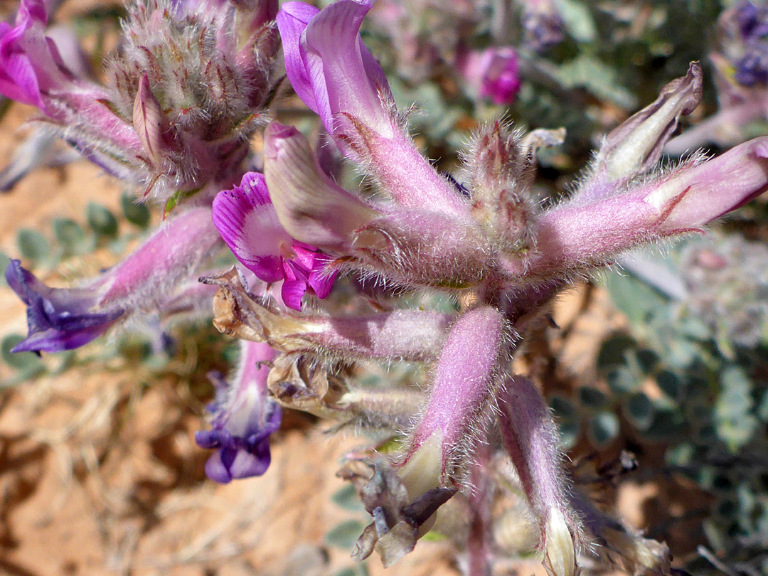 Hairy calyces