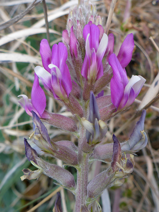 Hairy calyces