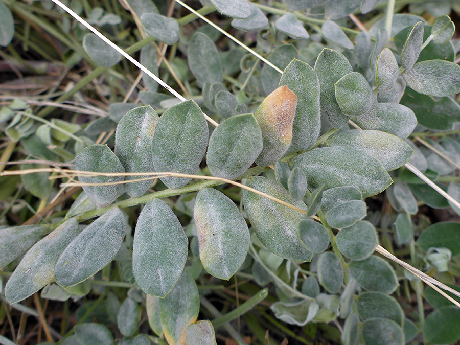 Grey-green leaves