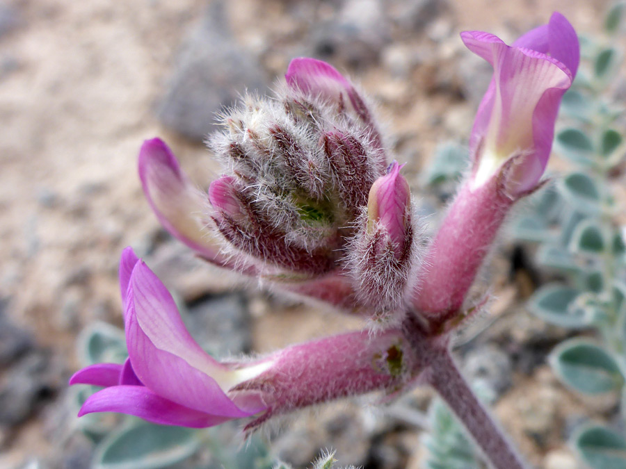 Var thompsoniae