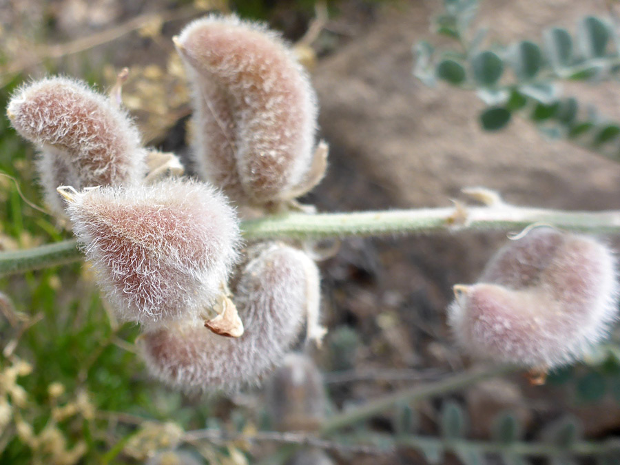 Hairy pods