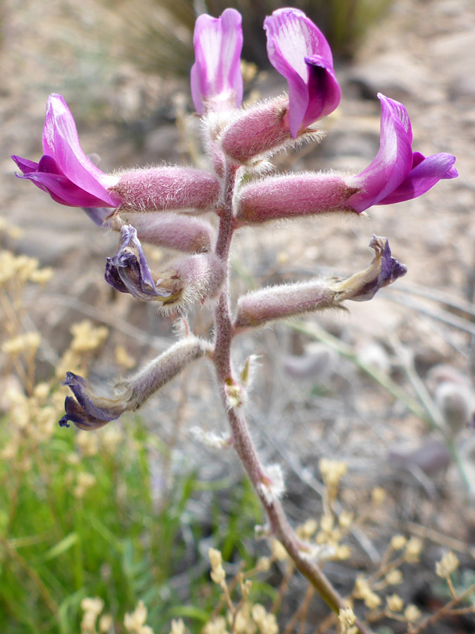 Small cluster