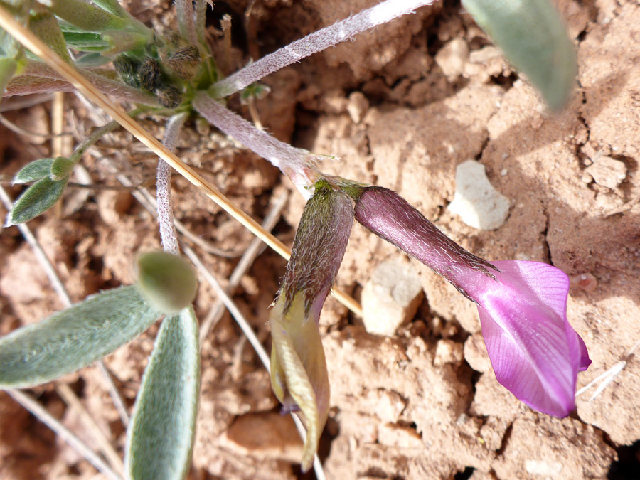 Two flowers