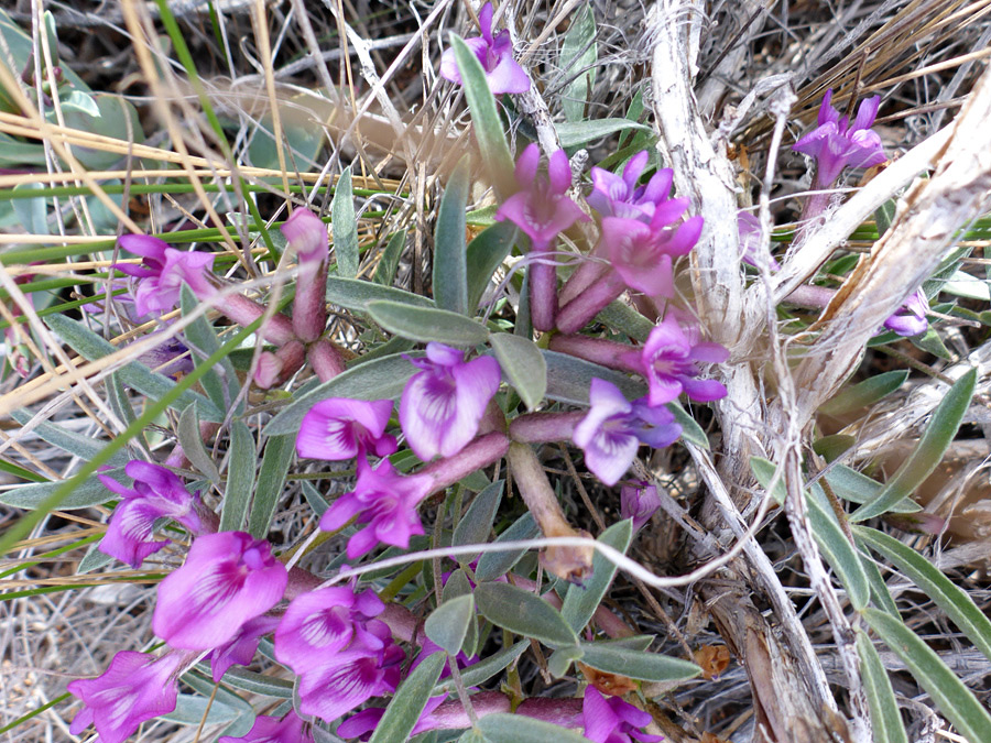 Flowers and leaves