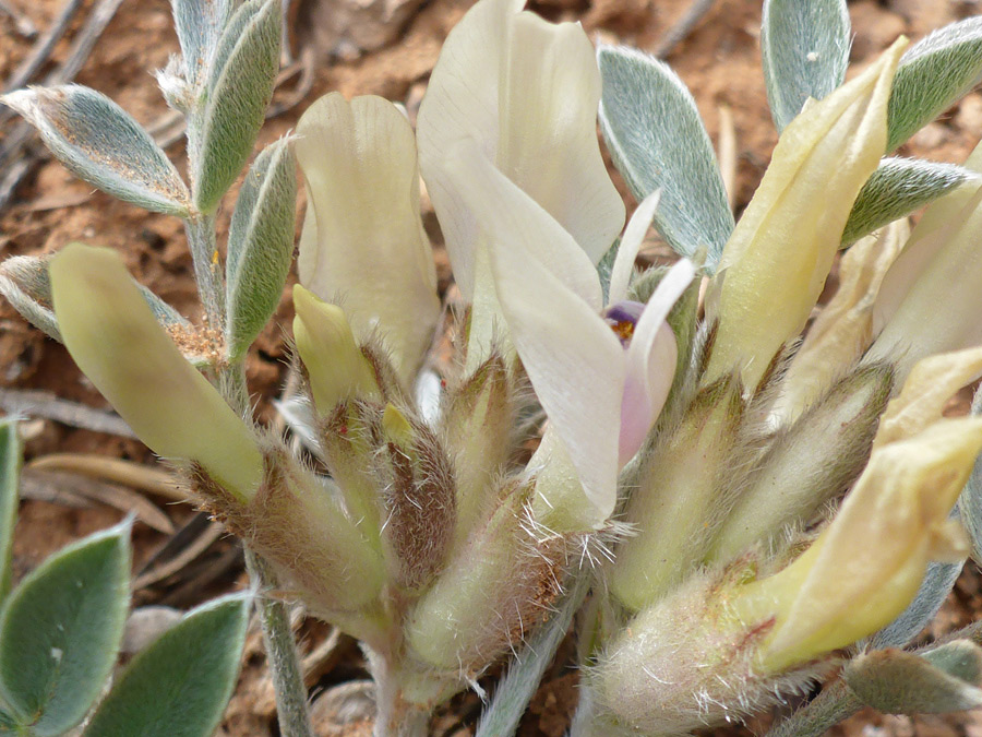 Yellowish buds