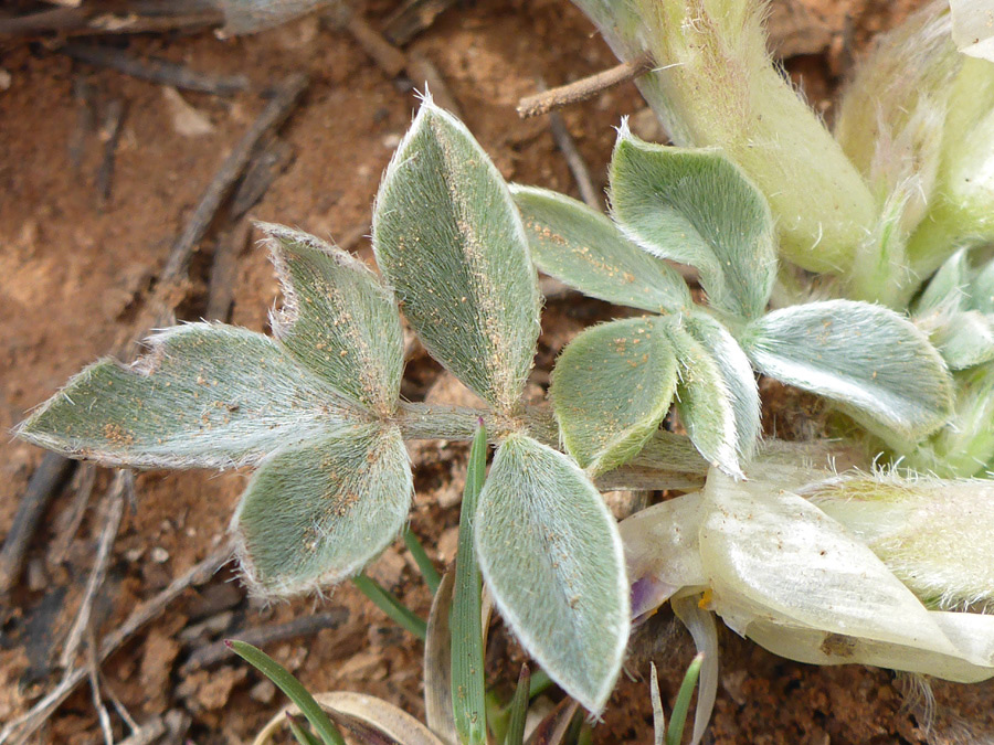 Compound leaves