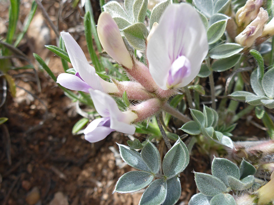 Pale petals