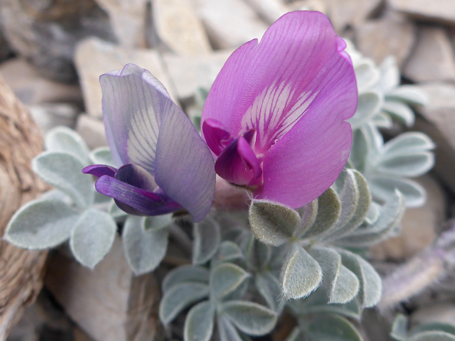 Purple and bluish flowers