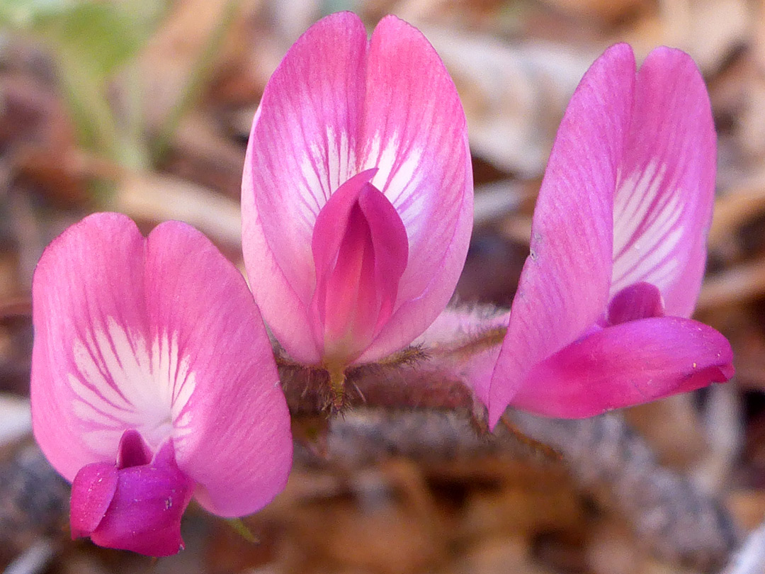 Three pink flowers