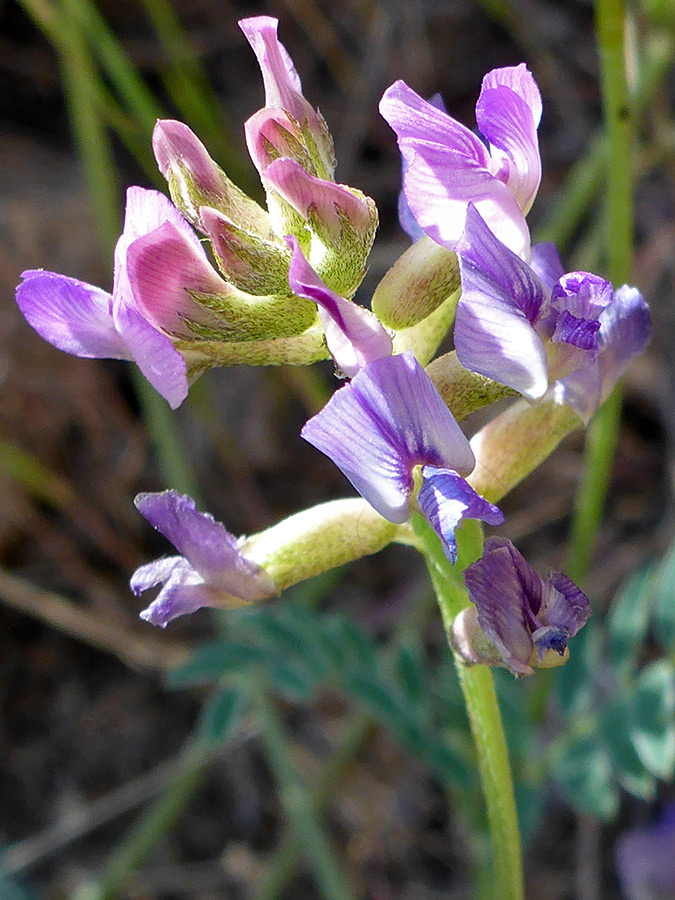 Hairy calyces