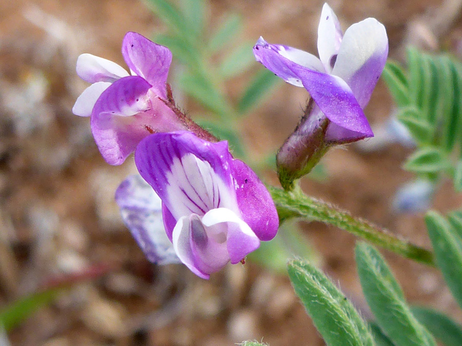 White and pink flowers