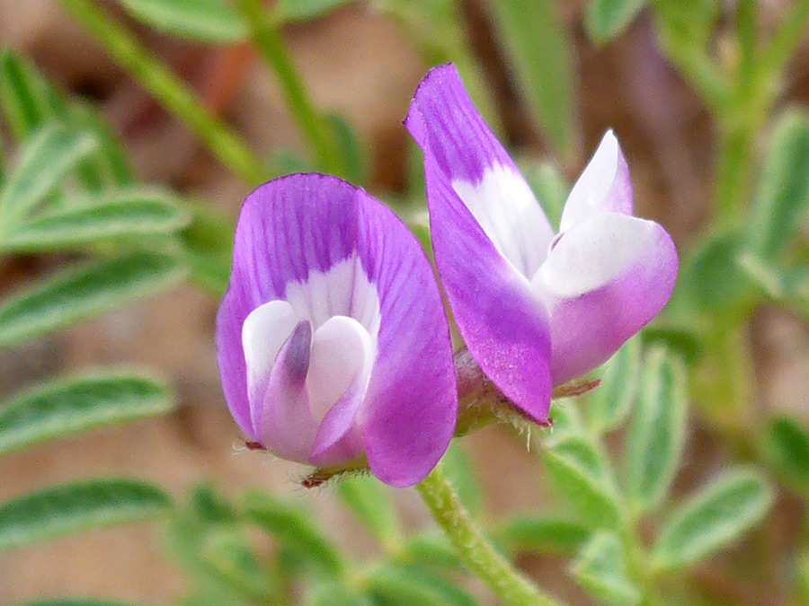 Two flowers