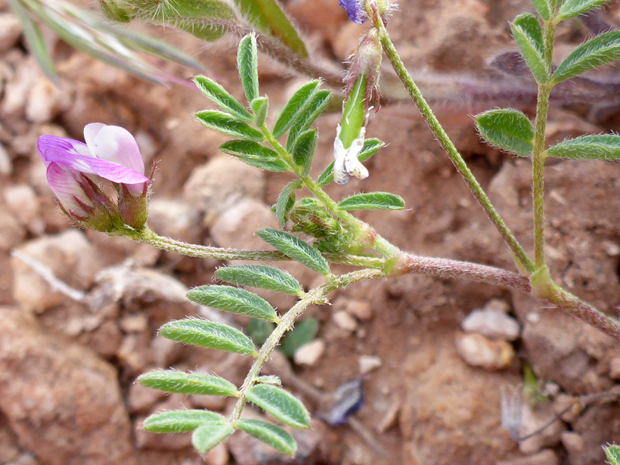 Flowers and leaves