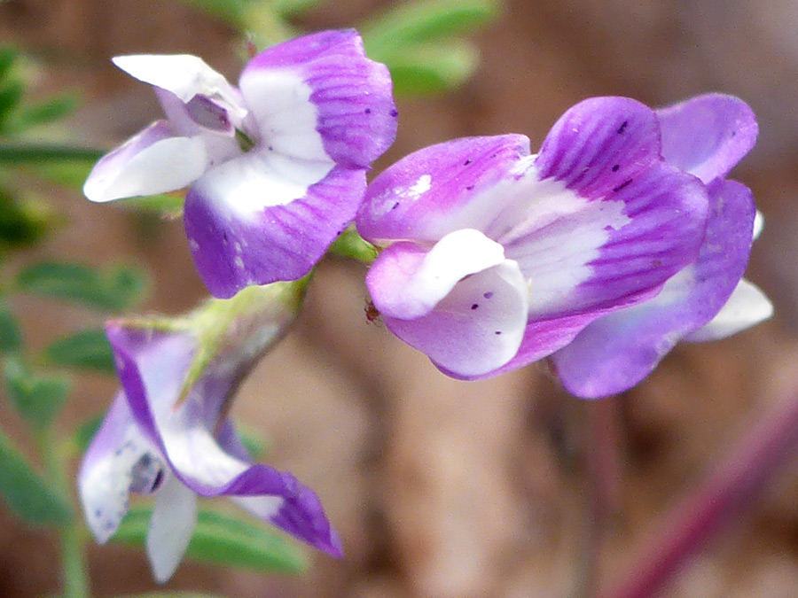 White wing petals