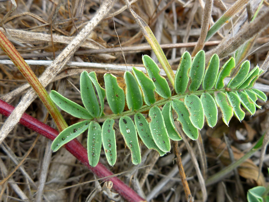 Compound leaf