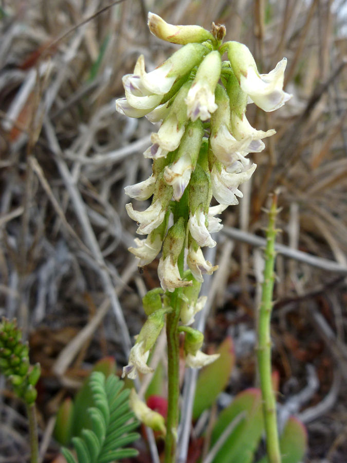 Flowers starting to wither