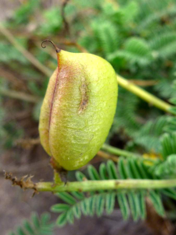 Seed pod