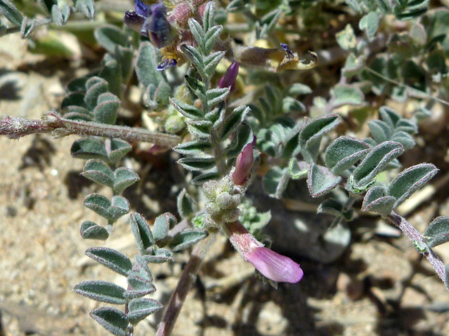 Leaves and stems