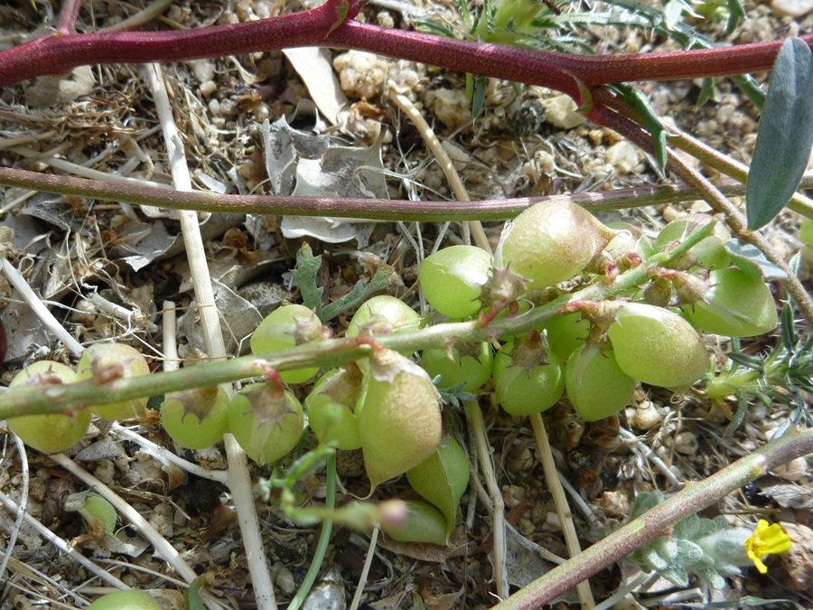 Green fruit