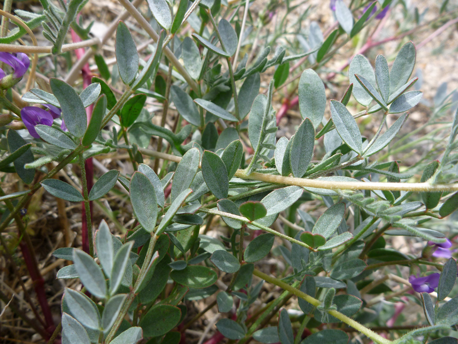 Oval leaves