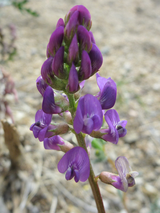 Flower spike