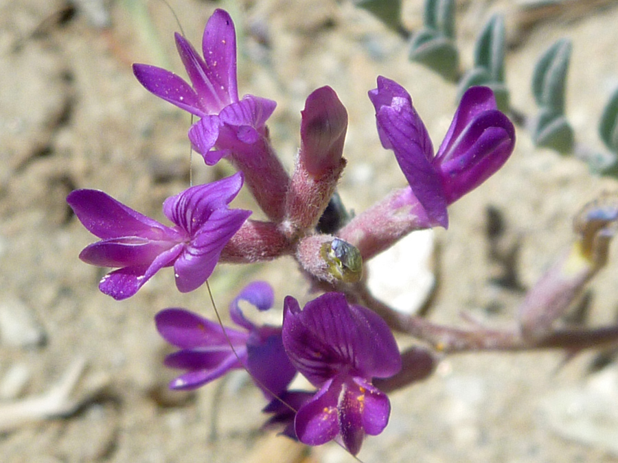 Purple flowers