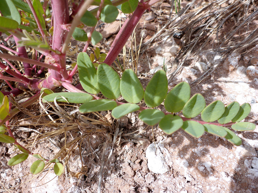 Lower stem leaves