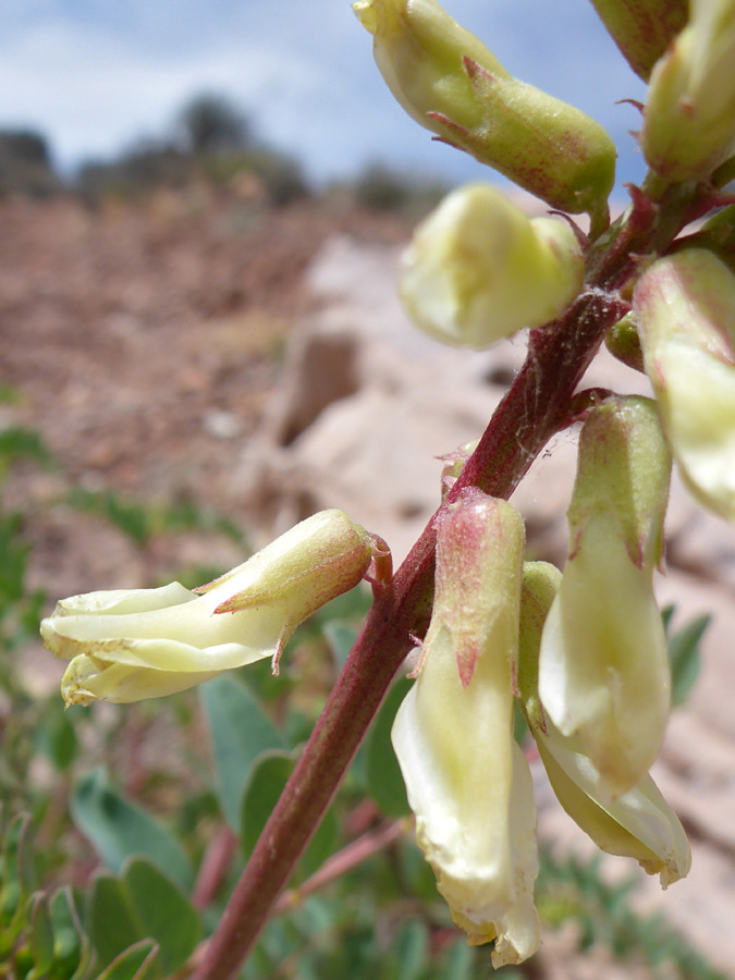 Pendent flowers