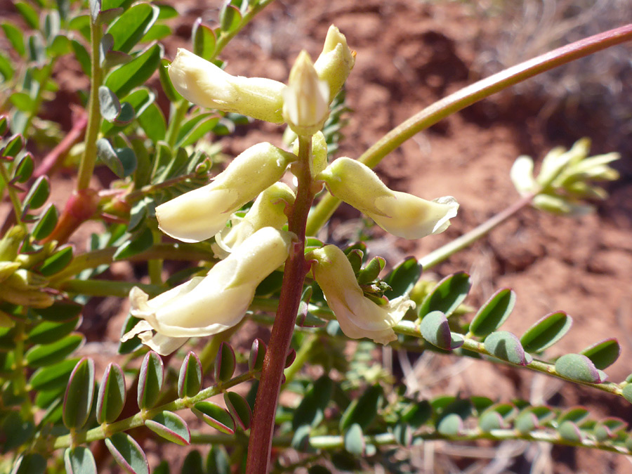 Leaves and flowers