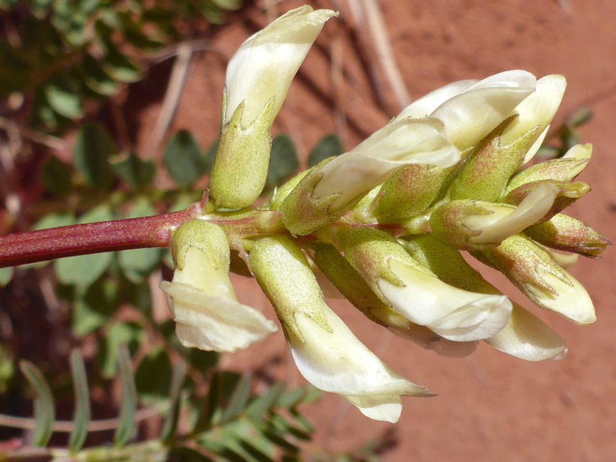 Reddish stem