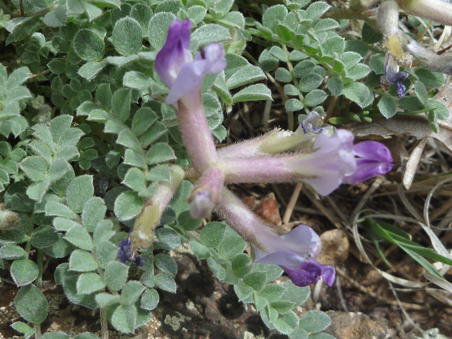 Flowers and leaves