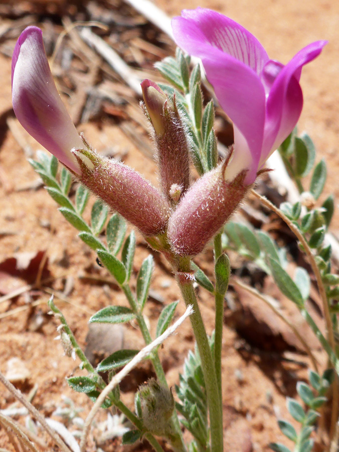 Three flowers