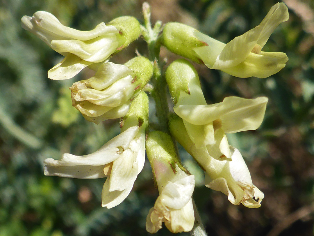 White flowers