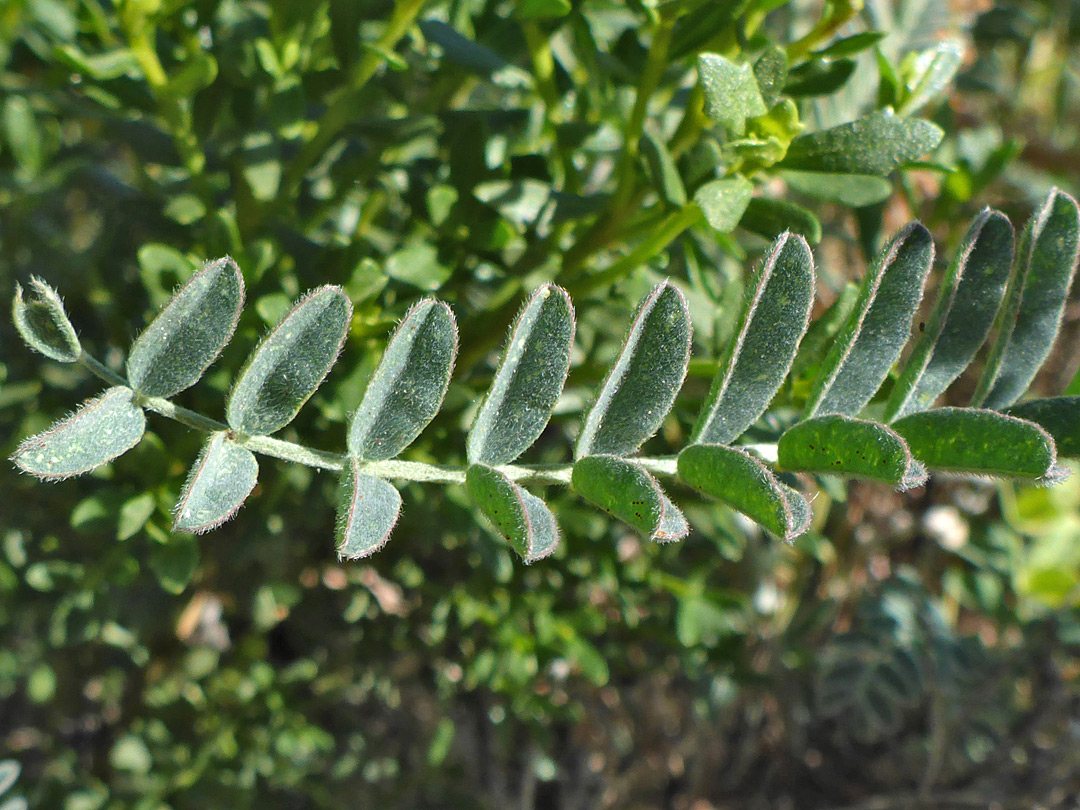 Pinnate leaf