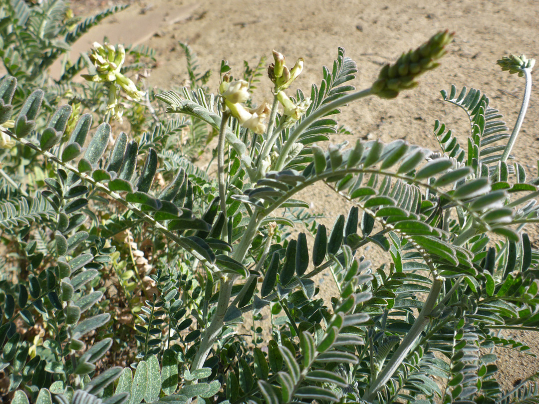 Leafy branches