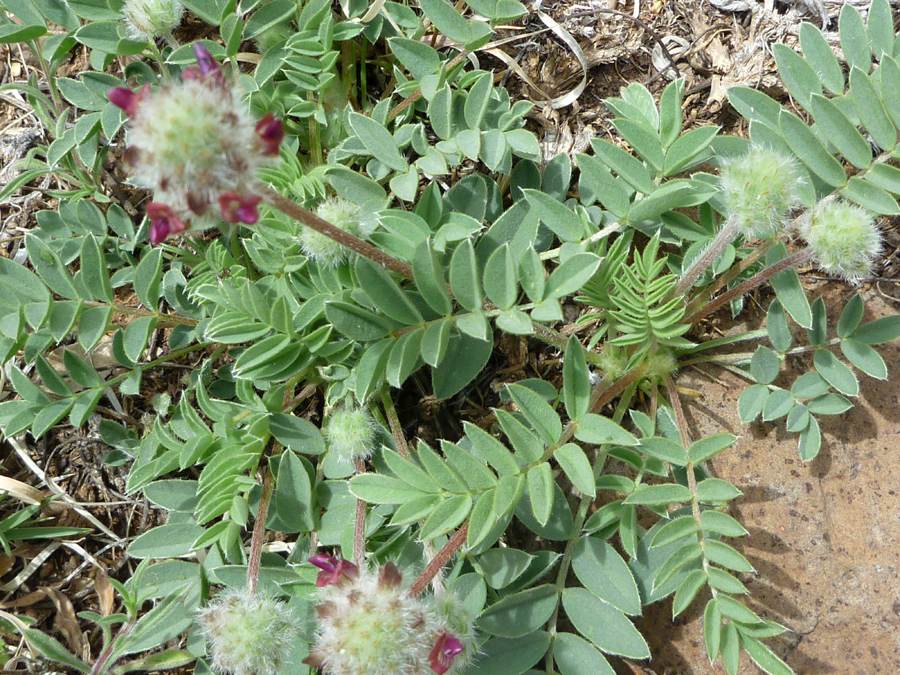 Compound leaves