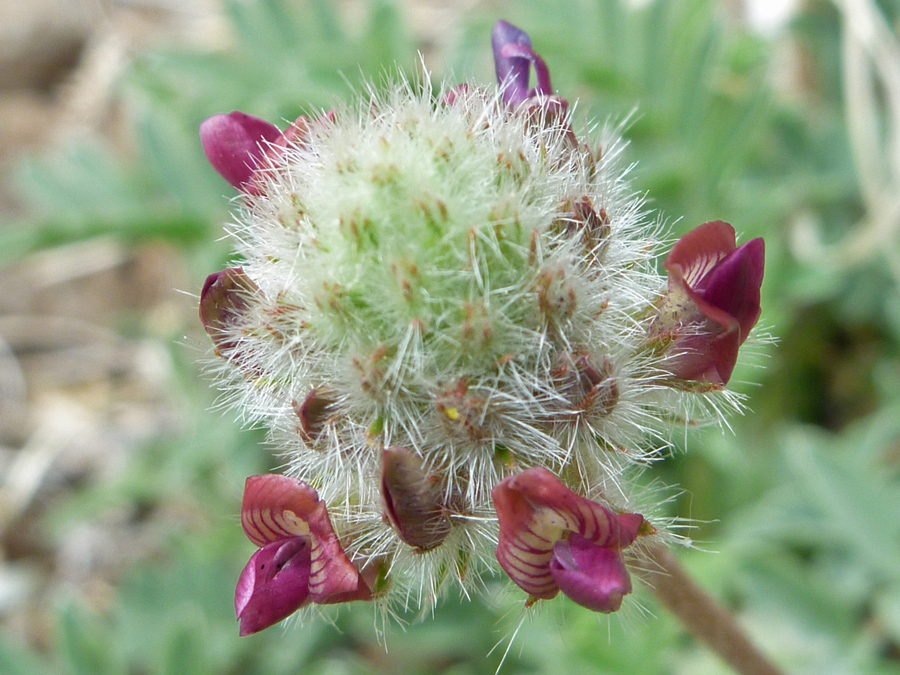 Spiny bracts