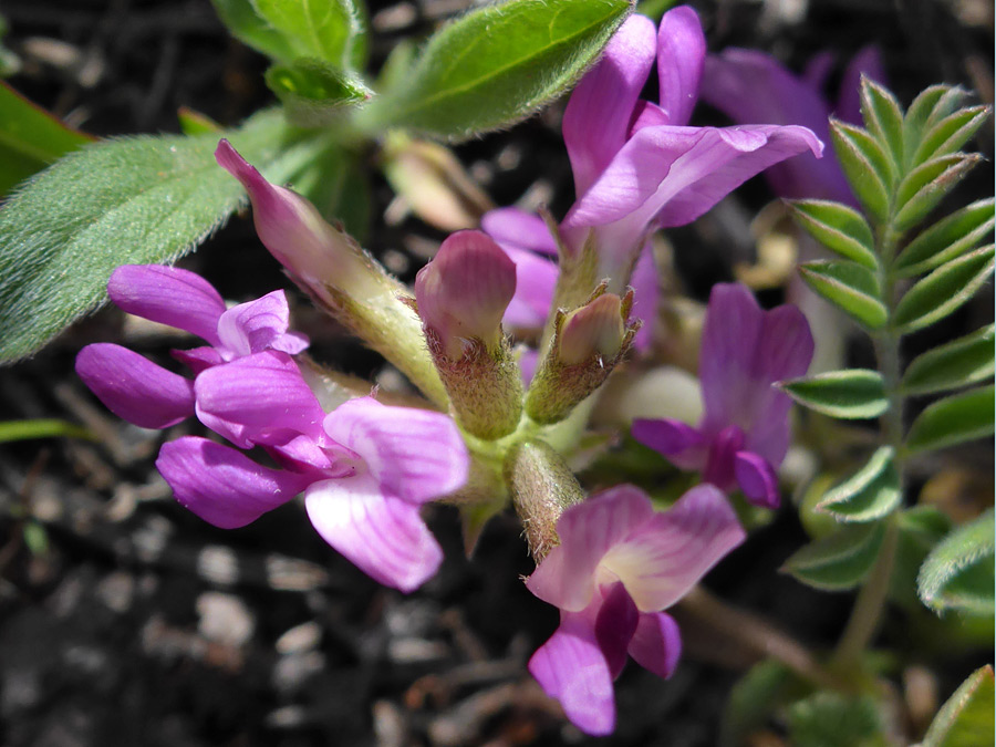 Flower cluster