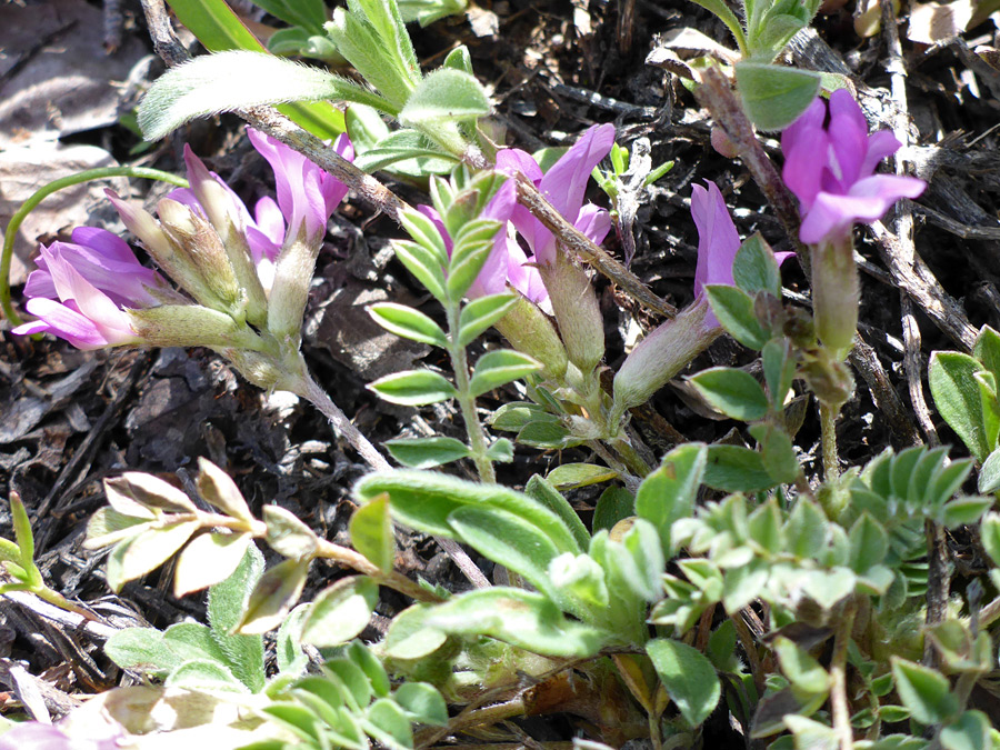 Leaves and flowers