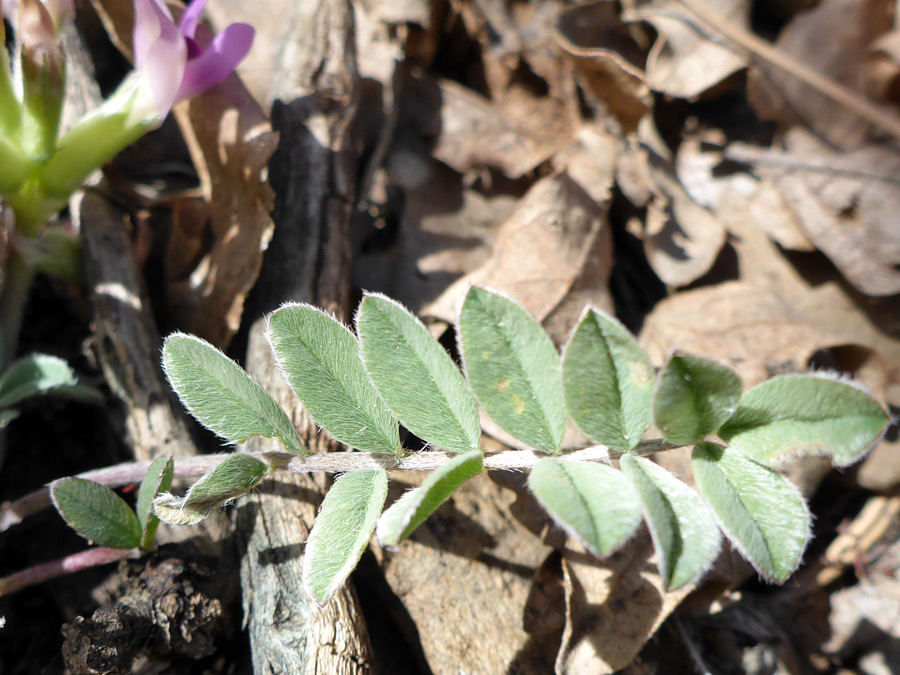 Pinnate leaf