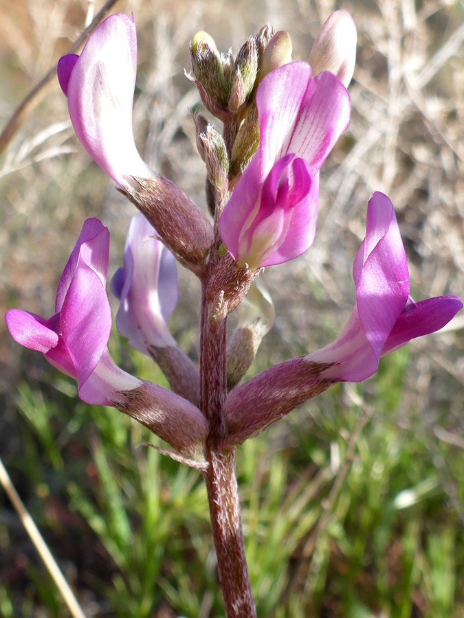 Whorled flowers