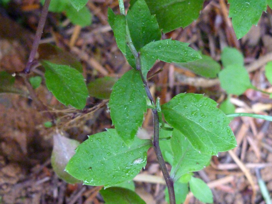 Toothed leaves