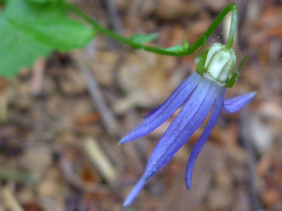 Small blue flower